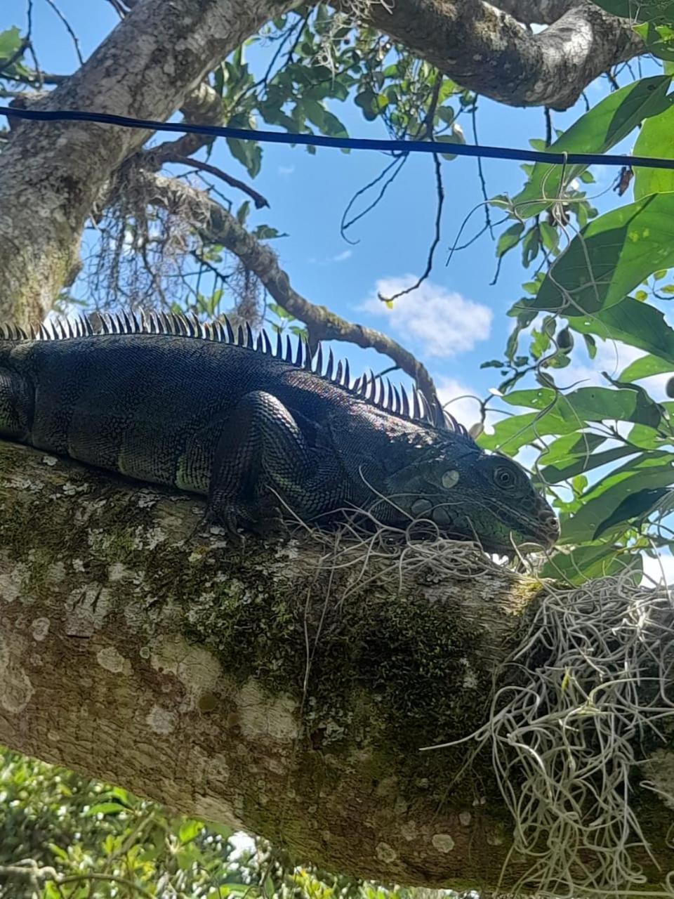 Cabanas La Miranda Filandia Exteriér fotografie